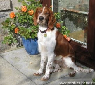 Boris - Summer 2009.JPG